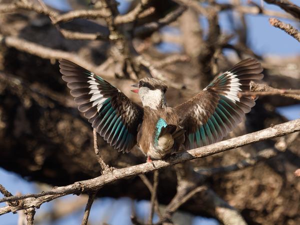 Striped kingfisher (Halcyon chelicuti)